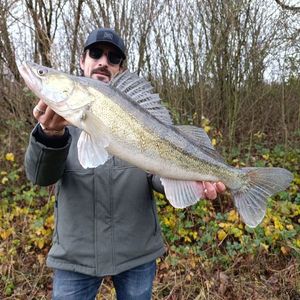Zander