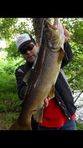 Brown Trout