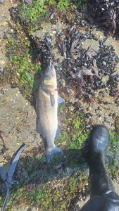 European Bass (Seabass)