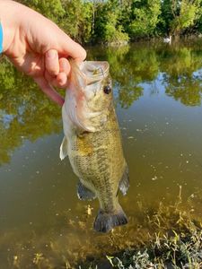 Largemouth Bass