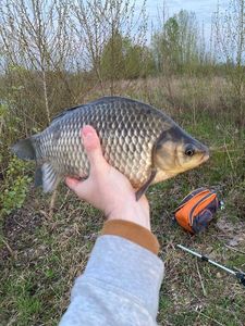 Crucian Carp