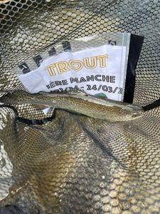 Rainbow Trout
