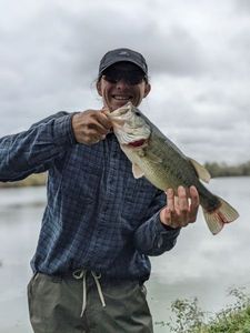 Largemouth Bass