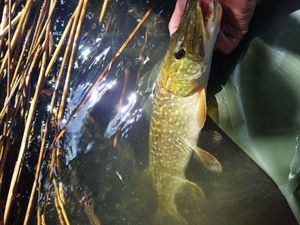Northern Pike