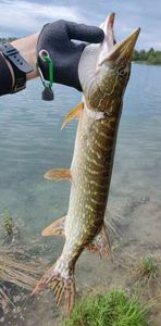 Northern Pike