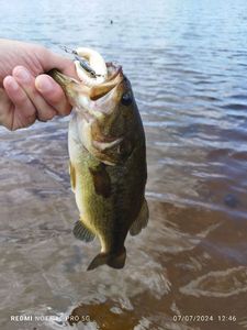 Largemouth Bass