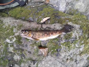 Brown Trout