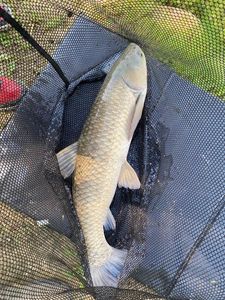 Grass Carp