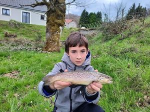Brown Trout