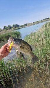 Largemouth Bass