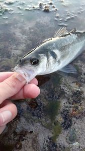 European Bass (Seabass)