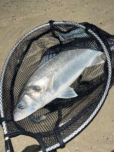 European Bass (Seabass)