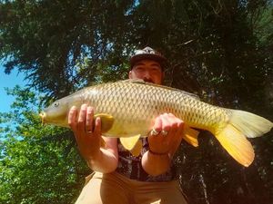 Common Carp