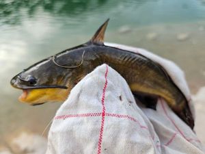 Black Bullhead