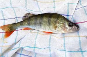 European Perch