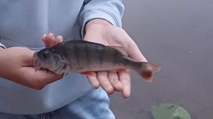 European Perch