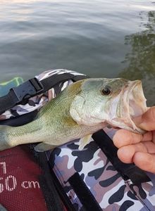 Largemouth Bass