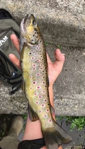 Brown Trout