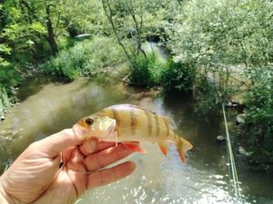 European Perch