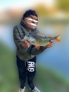 European Perch