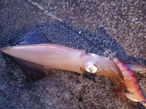 European Squid