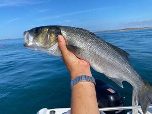 European Bass (Seabass)