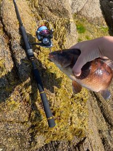 Ballan Wrasse