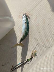 Mackerel