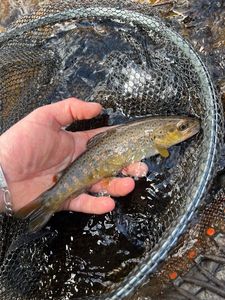 Brown Trout