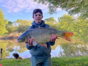 Common Carp