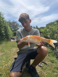 Koï Fish