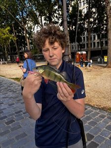 European Perch