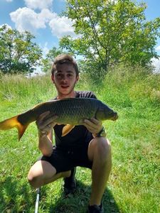 Common Carp