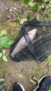 Rainbow Trout