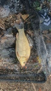 Crucian Carp