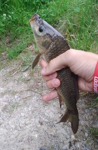 Common Carp