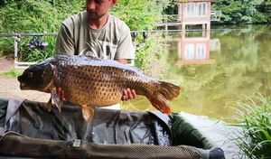 Common Carp