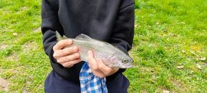 Rainbow Trout