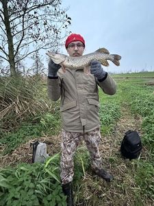 Northern Pike