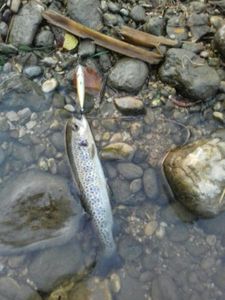 Brown Trout