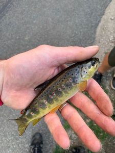 Brown Trout