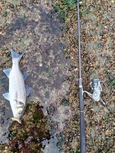 European Bass (Seabass)