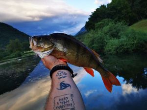 European Perch