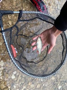 Grayling