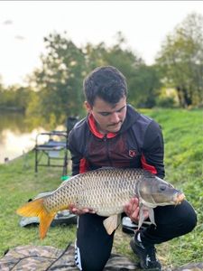 Common Carp