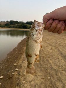 Largemouth Bass