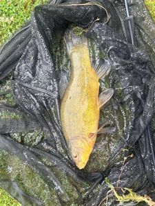 Tench