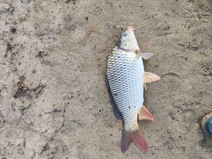 Common Carp