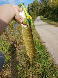 Northern Pike