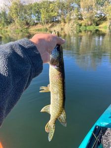 Northern Pike